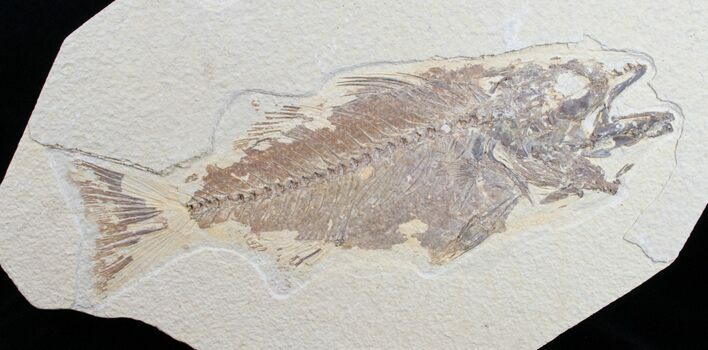 Bargain Mioplosus Fossil Fish #10807